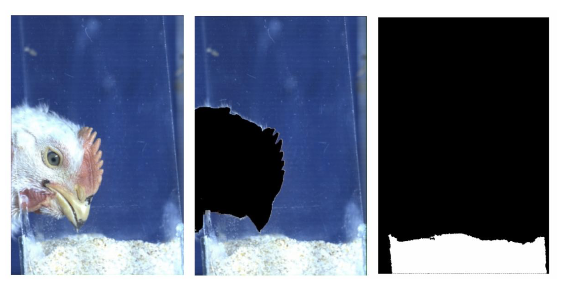 High-Speed Machine Vision System Decodes Chicken Feeding Biomechanics at 300 FPS